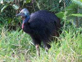 And... we saw a cassowary in the wild, totally awesome!