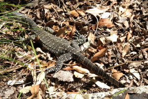 This sweet looking guana walked by!