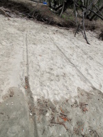 Weird slide marks on the beach. Turtles?