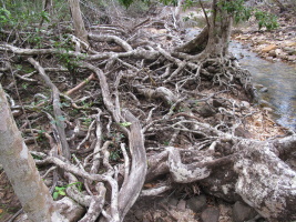 Very extensive root system!