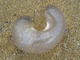 Interesting jellyfish? Or something similar washed on the beach