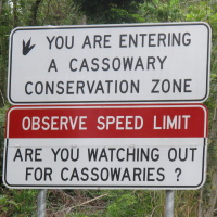 There are only about 1,000 cassowaries in the wild apparently, so don't run one over!
