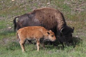 Cute baby bison!