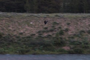 A bald eagle was hunting in the area and we got to watch him for a couple of hours