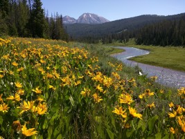 Granite Creek - gorgeous wildflowers!