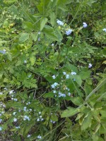 Forget-me-not flowers :)