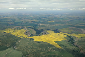 Cool looking bloom somewhere in southern Idaho