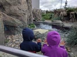 Checking out the penguins at the Calgary zoo