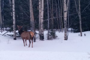 Curious elk on the side of the road