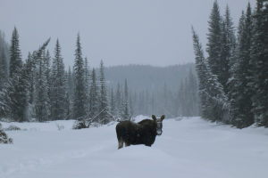 We ran into the resident moose on the way out!