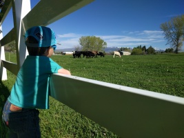 Hanging out and watching the cows