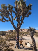 Joshua tree!