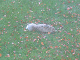 rabbit in the backyard