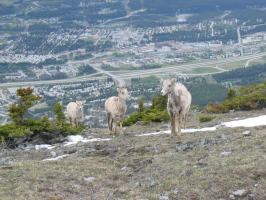 Sheep posing, with Canmore in the background