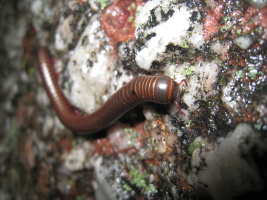 Millipedes were everywhere and tried to eat me. (photo by Chris)