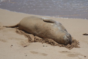 Hawaiian monk seal on Poipu beach