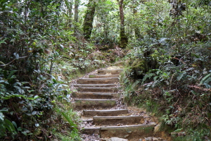One of the many high stairs along the trail