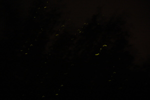 An attempt to capture some fireflys
