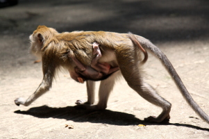 Baby monkey holding on tight