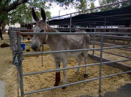 Friendly mule with a hurt ankle?