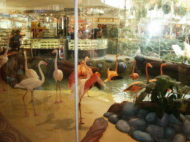 Flamingos in West Edmonton Mall