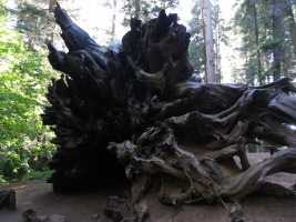 Giant fallen sequoia