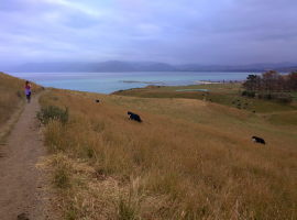 A run by the peninsula in Kaikoura