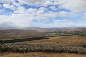 From one paddock to the next, we got to tag along sheep herding!