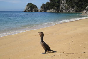 This guy enjoyed our attention! Abel Tasman