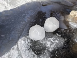 snow balls after soaking them overnight :)