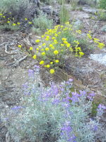 Lots of wildflowers on the hike..