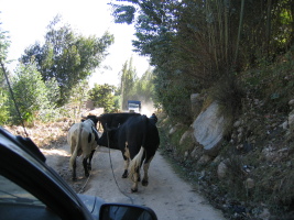 cows blocking the road, and a big truck waiting to pass