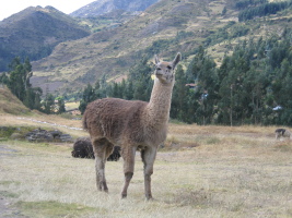 a posing llama