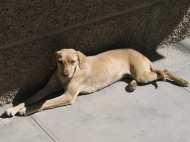 Lazy dog in Huaraz