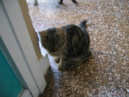 Cat at Casa Marfil