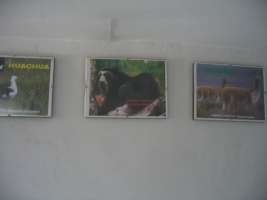 andean animal pictures at the visitor centre