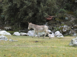 a donkey at Cebollapampa