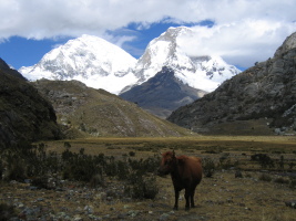 A cow in the meadow with Huascaran in the background