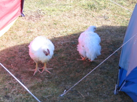 2 chickens
