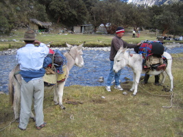 our packs being loaded onto burros