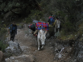 our burros making it up the trail