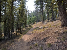 Mountain biking some nice singletrack