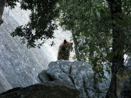 A bear guarding the base of the climb