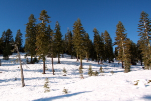 On the way up through the trees