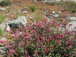 Lots of flowers!