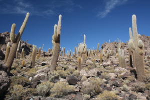 These guys were up to 15-20 meters high!