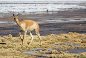 Vicuña, a type of llama