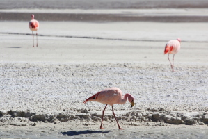 Flamingos!