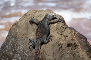 Splattered on a rock next to the sea lions, there was this guy