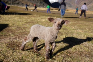 And the little sheep wanted to play!